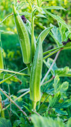 Plant These 6 Vegetables Now For Higher Profit