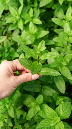 Six Amazing Benefits Of Eating Mint In Summer