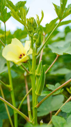 6 Best Vegetables Farmers Should Plant Right Now