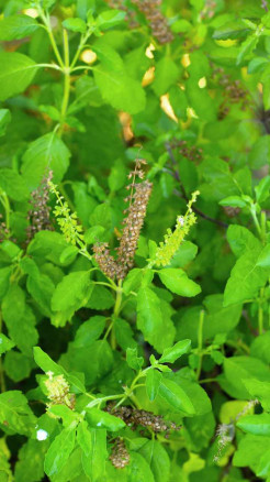 सुबह खाली पेट तुलसी के पत्ते खाने से शरीर में क्या असर दिखते हैं? जानिए 6 बातें