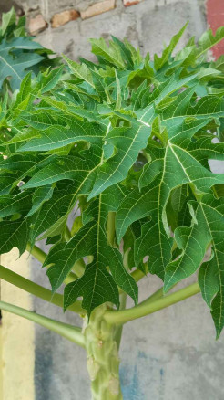 Drink Papaya Leaf Juice Daily? Here Are 6 Surprising Health Benefits