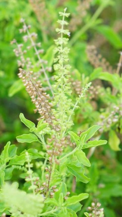 Get wealth and happiness at home with the treatment of basil...