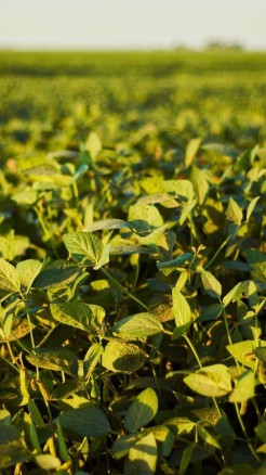 Boosting Cow Milk Yield 7 Natural and Easy Methods