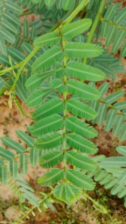 Chhui-Mui plant, know its benefits from Ayurveda