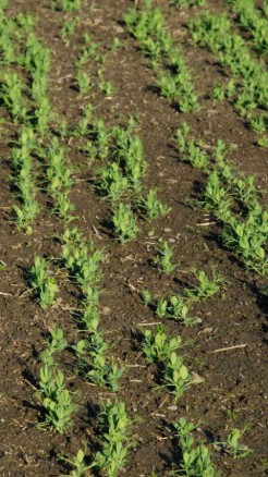 Plant These Varieties of Beans in June for a Good Profit