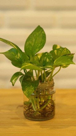 Good steps to grow Money plant in a pot or a bottle