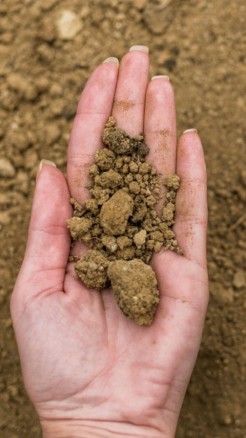 Learn how to earn millions from sapota cultivation