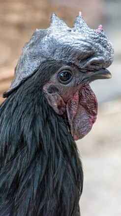 The Major Chicken Breeds Found in India