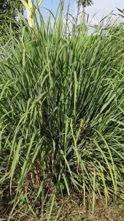 How Farmers Can Benefit from Lemongrass Farming