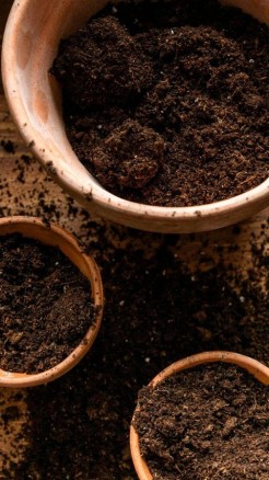 Transform Your Home with Fragrant White Jasmine Plants