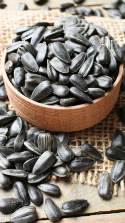 Essential Considerations for Sunflower Cultivation