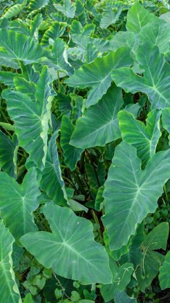 Taro Farming, Tips for Maximized Profits