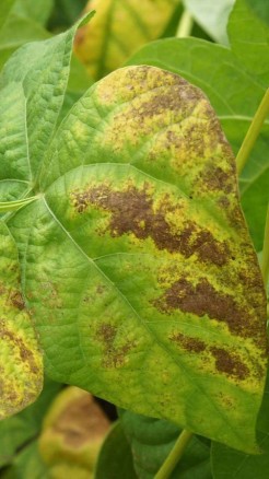 Major Soybean Crop Diseases, Identification and Management
