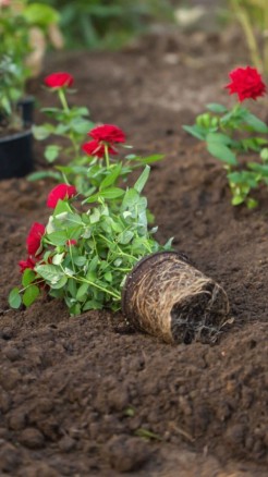 Rose Cultivation A Pathway to High-Earning