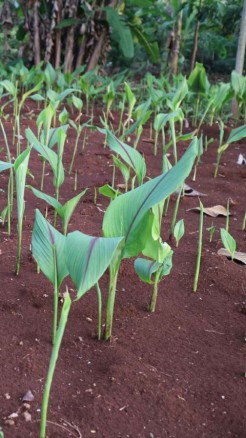 Simple Steps to Grow Turmeric in Pots at Home