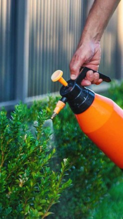 How to use beetroot peels to make plants greener