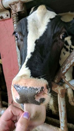 How to keep animals healthy during the tainy season, expert...