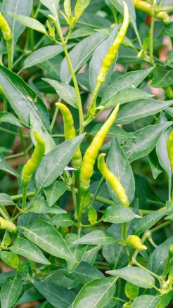 High-Yield Varieties of Chili for Abundant Harvests