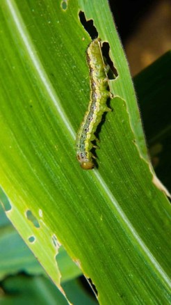 Top 7 Diseases of Maize Plants, Symptoms and Solutions