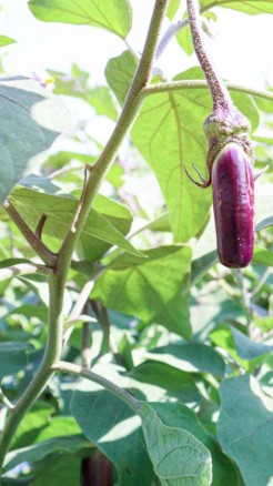 Earn lakhs by cultivating these 5 vegetables in September, L...