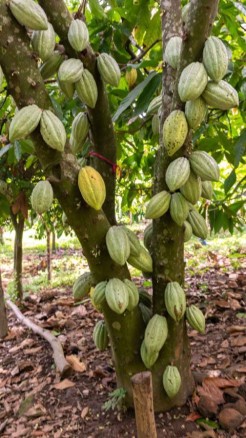 Cocoa is the favorite fruit all over the world, know its spe...