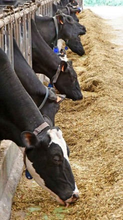 How to protect animals from diseases in the rainy season, Kn...