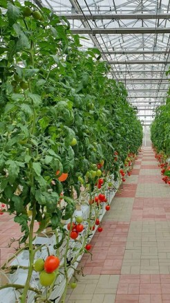 How to protect vegetable farming from damage caused by rain