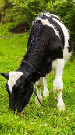 Frieswal Cow a Breed That Produces Milk for 300 Days