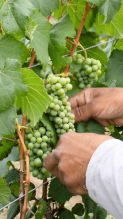 How to Grow Grapes at Home, Follow These Best Tips