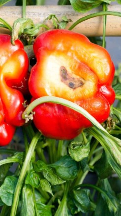 Diseases in Capsicum and Their Treatment Measures
