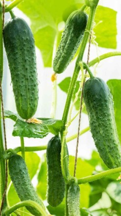 Cucumber farming in the rainy season, best varieties and pro...