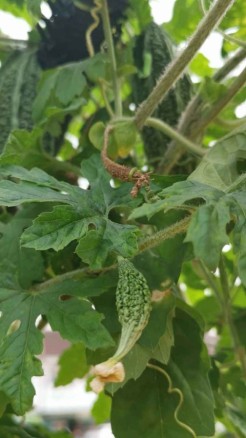 Major diseases affecting bitter gourd crops