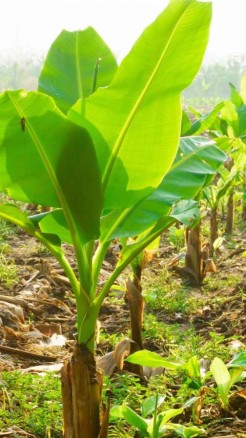 Key Tips for Banana Crop Care during the Rainy Season