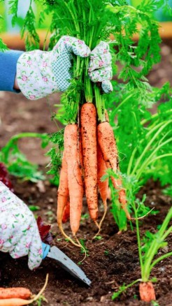 Top 5 Varieties of Carrots