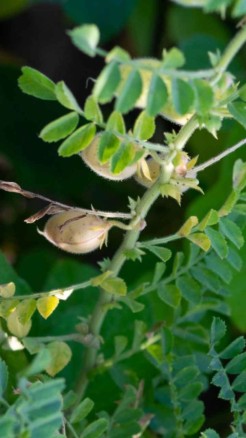 6 major diseases that can destroy chickpea crops, learn prev...