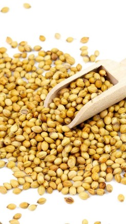 Grow coriander without soil, Easy methods and tips