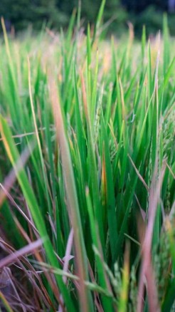 Learn everything about stem borer pests to save your paddy c...