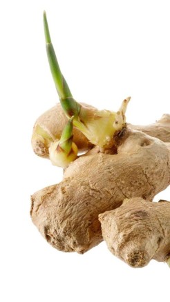 Top Five High-Yielding Varieties of Ginger