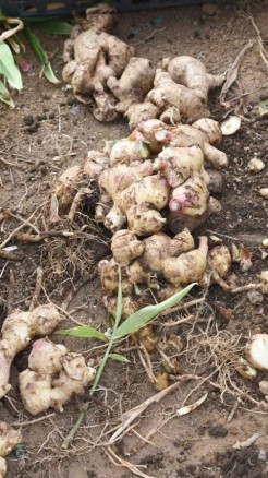 Dry rot disease in ginger, A serious threat, learn how to pr...