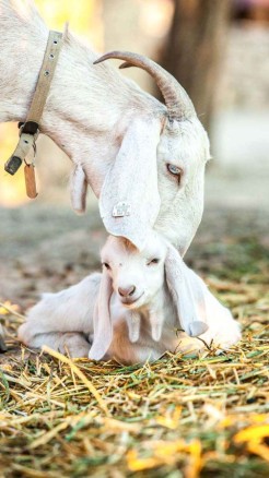 Raising Sangamneri goats will double farmers profits, learn...