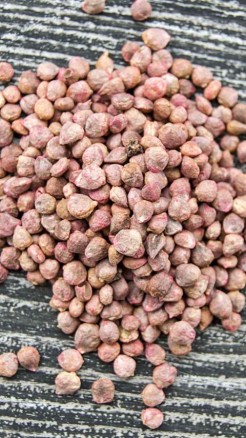 Grow spinach easily at home, learn about these improved vari...