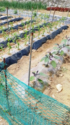 5 Tips for Successful Farming to Boost Yield and Income