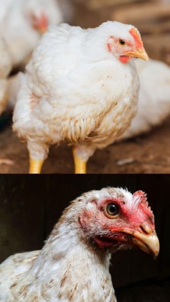 Let's delve into the illnesses that impact chickens