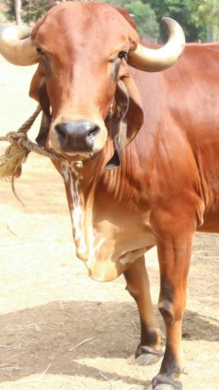 Here are the 7 main milk-producing breeds of cows