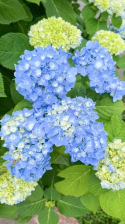 Grow these 5 types of fragrant flowers in the summer