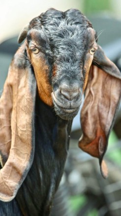 top 5 dairy goat breeds