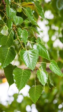 सोमवती अमावस्या पर इन 6 जगहों पर जलायें दीपक होंगे सारे काम...