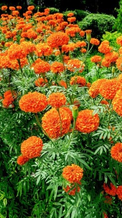 गर्मियों में उगाएं 5 तरह के खुशबूदार फूल