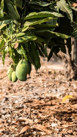 For more mango production know these 6 techniques