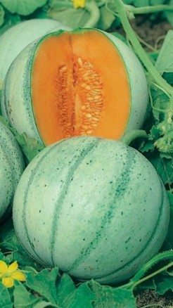 Here are the top 5 improved varieties of watermelon